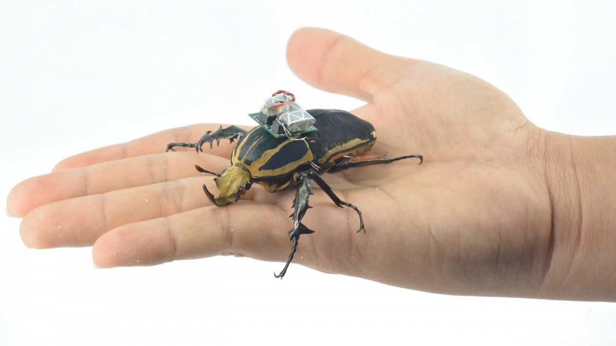 Sci-fi se mění v realitu: Dálkově řízení brouci zachraňují životy