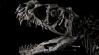 Nejvzácnější mládě světa: Kostra dinosaura láme rekordy