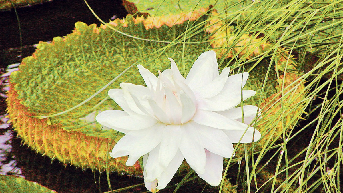 V brněnské botanické zahradě před 100 lety poprvé vykvetla viktorie, největší leknín světa.