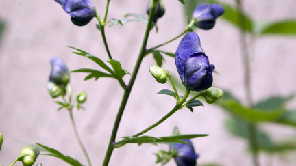 Tahle květina je možná okrasou vaší zahrádky, ale také vás může zabít