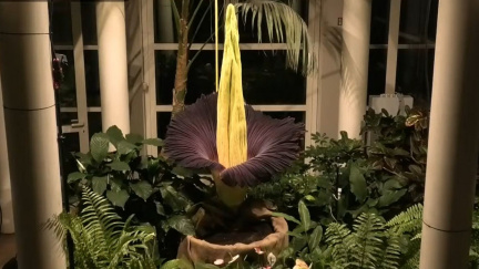 Ve Varšavě vykvetla podruhé rostlina označovaná za nejvíce páchnoucí na světě