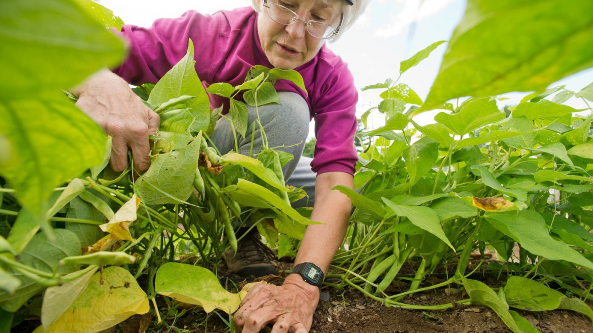 Tahle základní chyba možná ničí vaši zahrádku. Dávejte na ni pozor