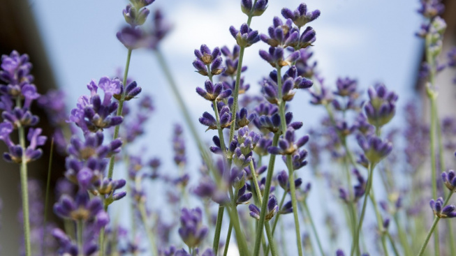 Levandule lékařská