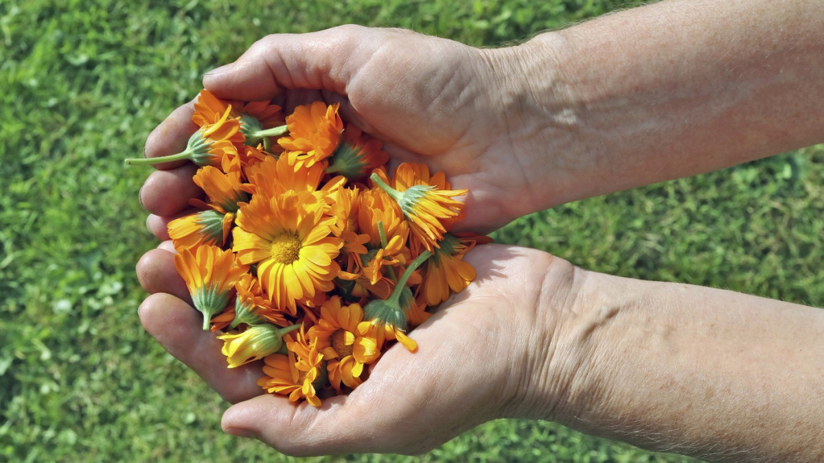 Léčivá zahrada: těchto pět bylinek pomůže vašemu zdraví i náladě