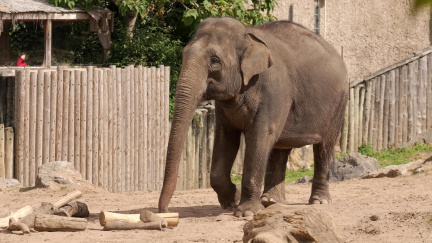 Giganti planety: Pět největších živočichů v dějinách Země. Znáte je všechny?