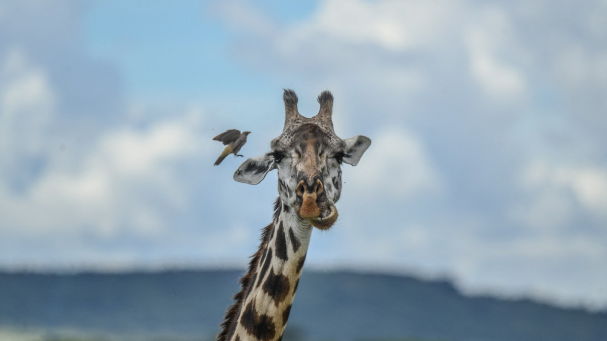 Vědci z Mezinárodního svazu ochrany přírody potvrdili, že žirafy nejsou jeden druh, ale čtyři.