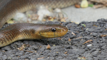 Vědci objevili v ČR geneticky unikátní užovku, nález přirovnávají k živé fosilii