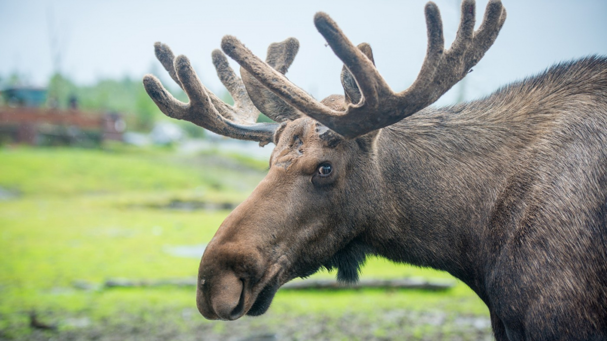 Los Emil, který se v uplynulých měsících pohyboval po ČR, je nyní u Vídně