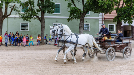 Prvňáčky z Kladrub, Řečan a Přelouče sveze první školní den kočár tažený koňmi