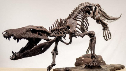 Vědci v argentinské Patagonii objevili fosilii krokodýla, který před 70 miliony lety lovil dinosaury