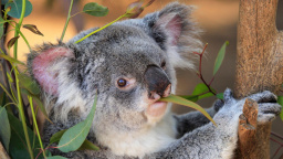 Koalové v ohrožení: Vědci mají záchranu, ale je hodně kontroverzní