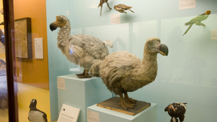 Vyhynulý dodo se má vrátit na Zemi už za pár let – vědci píší nový Jurský park