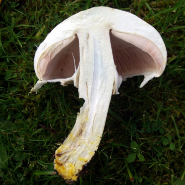 Pečárka zápašná