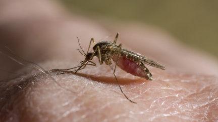 Speciálně vyšlechtění komáři by v Brazílii měli pomoct proti horečce dengue