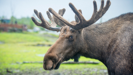 Los Emil se nyní pohybuje v okolí Stožce, zatím neopustil NP Šumava