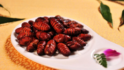 Chléb a těstoviny z larev a brouků: Čirá konspirace?