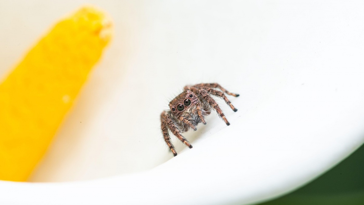 Zapomeňte na psy a kočky, tohle je nový hit mezi mazlíčky. Troufnete si?