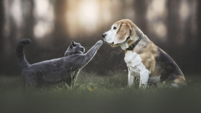 Kočka a pes