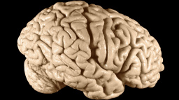 Tajemství ukryté v Einsteinově mozku: orgán slavného vědce není běžný