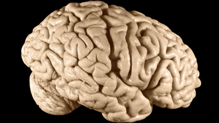 Tajemství ukryté v Einsteinově mozku: orgán slavného vědce není běžný