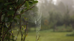 Japonci rozluštili tajemství pavučin. Textilní průmysl čeká revoluce