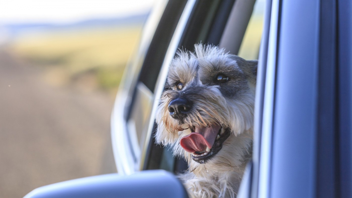 Příběh zmizelého psa zahrál na všechny citlivé struny. Jeho setkání s páníčkem bylo srdcervoucí