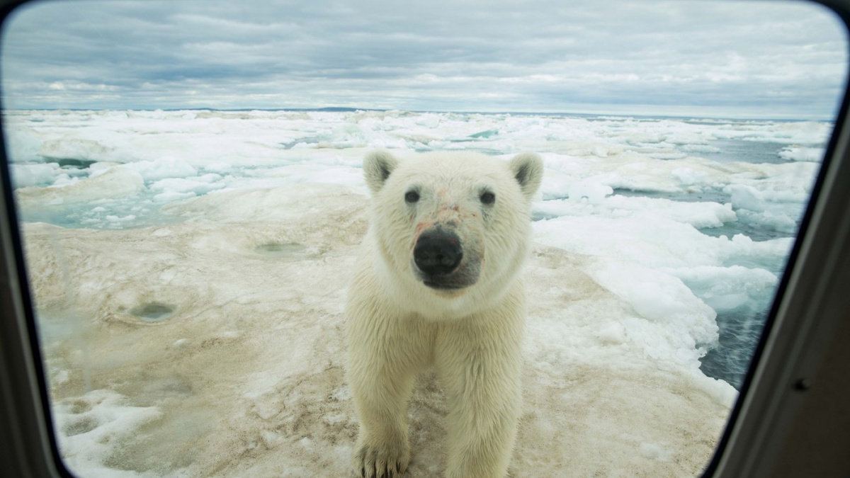 Mínus 50 stupňů, medvědi a umrzlé pivo. Tady byste žít nechtěli, stačí, že to dělají jiní
