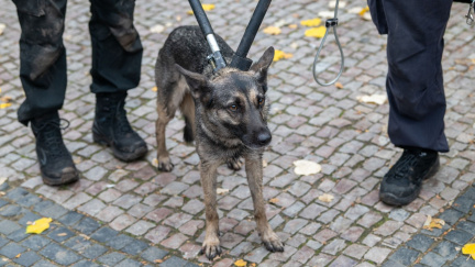Fenu, která ve čtvrtek zastavila na 6 hodin část metra A, si majitelka vyzvedla z útulku