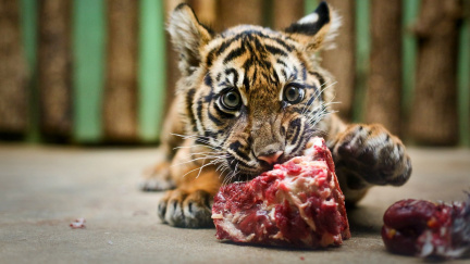 Vedením pražské zoo radní dočasně pověřili vedoucího odboru ochrany prostředí