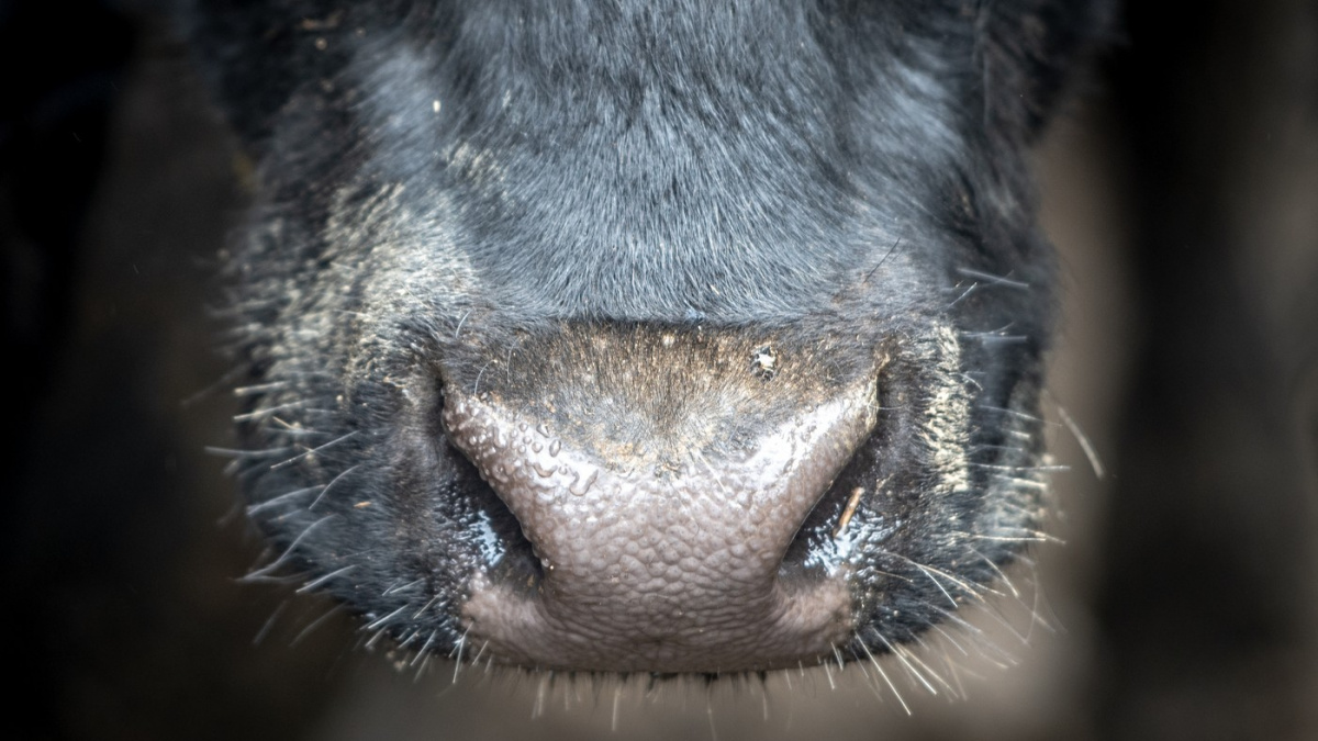 Spolek ukázal týrání na jatkách ve Žlunicích, veterináři podají trestní oznámení