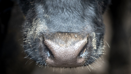 Spolek ukázal týrání na jatkách ve Žlunicích, veterináři podají trestní oznámení