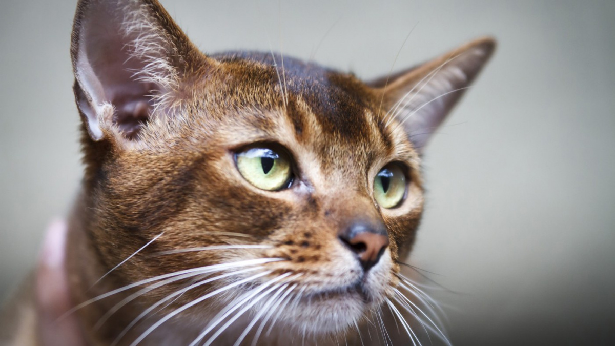 Podivný rozvod v Turecku. Manžel bude platit výživné, ale na kočky