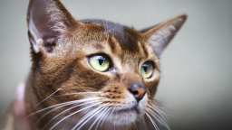 Podivný rozvod v Turecku. Manžel bude platit výživné, ale na kočky