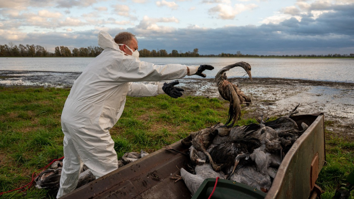 V Německu museli kvůli ptačí chřipce utratit už zhruba 400.000 kusů drůbeže