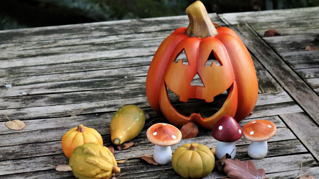 view-pumpkins-wood-autumn