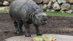 V plzeňské zoo na srdeční selhání uhynul samec nosorožce indického