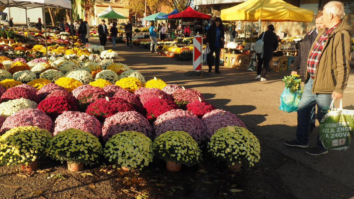 Anketa: Květinářství mají na letošní Dušičky více objednávek než loni