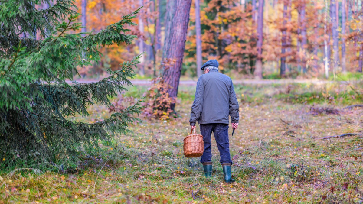 Houbaři, pozor! Nesprávně zamrazené houby mohou být nebezpečné. Mykolog radí, jak na to