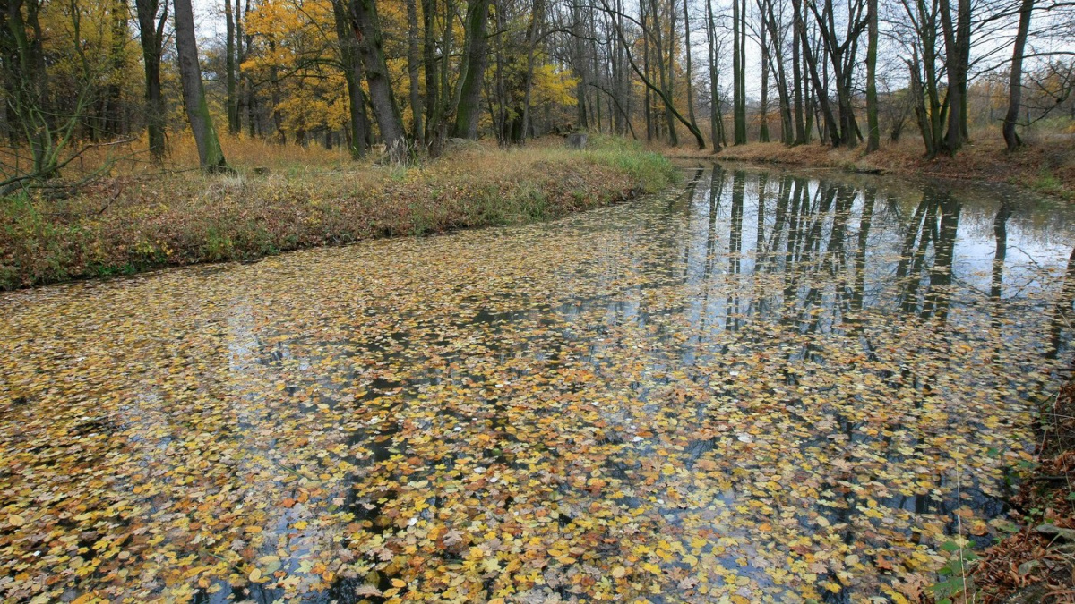 Lužní lesy na soutoku Moravy a Dyje zůstávají chráněnou krajinnou oblastí