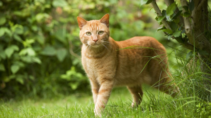Případ, který otřásl celou zemi: Kocour před soudem