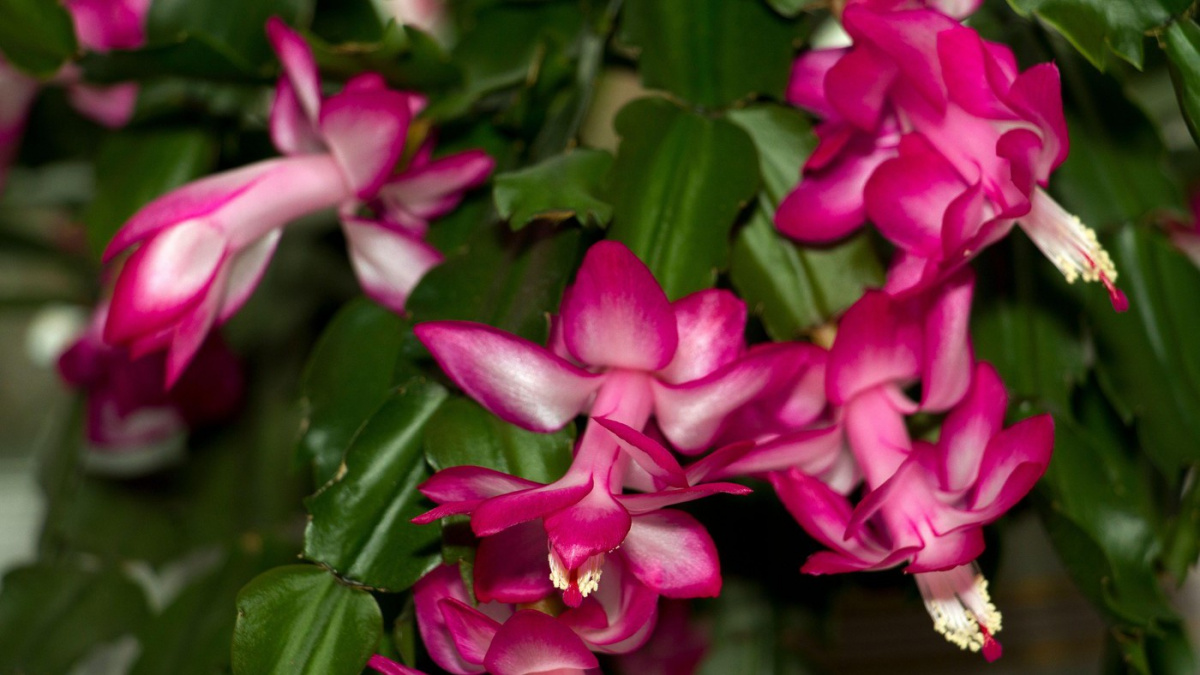 Vánoční kaktus: Jak o něj pečovat, aby kvetl v zimních měsících