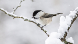 Každou zimu bojuje tenhle tvoreček o přežití. Pomoct mu můžete docela snadno