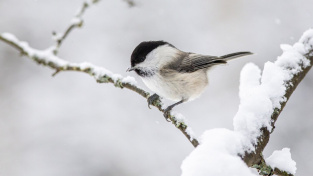 Každou zimu bojuje tenhle tvoreček o přežití. Pomoct mu můžete docela snadno