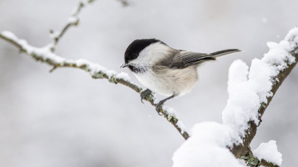 Každou zimu bojuje tenhle tvoreček o přežití. Pomoct mu můžete docela snadno
