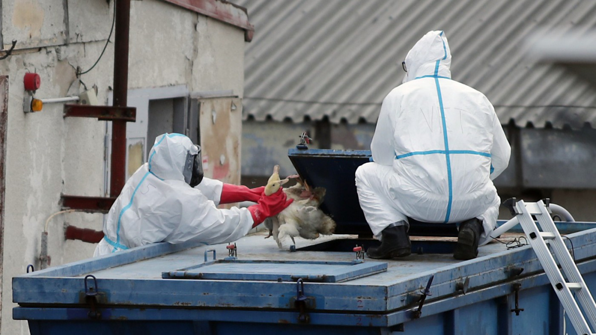 V Česku jsou dvě nová ohniska ptačí chřipky v komerčních chovech