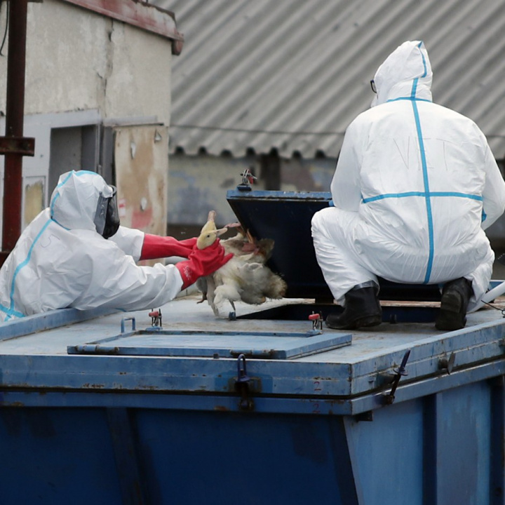 V Česku jsou dvě nová ohniska ptačí chřipky v komerčních chovech