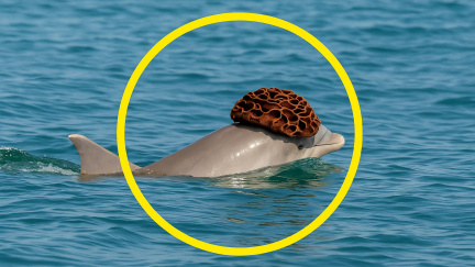 Chtějí delfíni okouzlit samičky? Začali nosit klobouky na hlavě a vědci jsou v úžasu