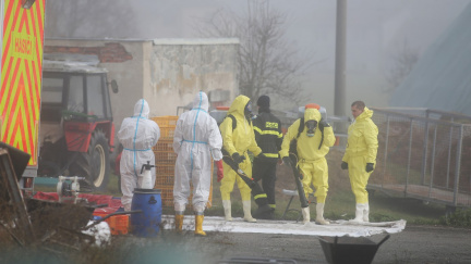 Veterináři potvrdili letos páté ohnisko ptačí chřipky, je v Blatné na jihu Čech