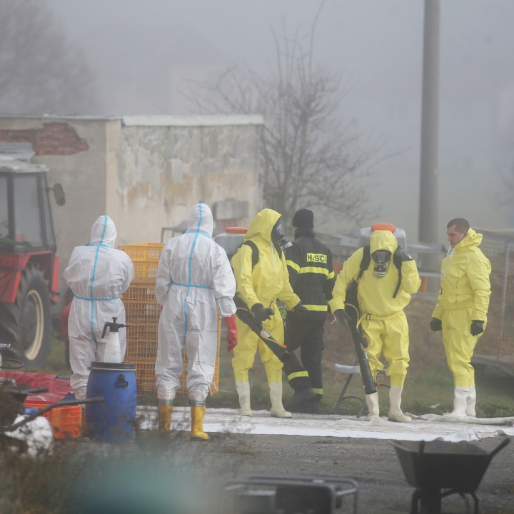Veterináři potvrdili letos páté ohnisko ptačí chřipky, je v Blatné na jihu Čech