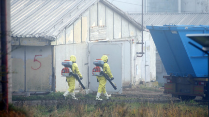 V Nouzově na Nymbursku začala likvidace chovu kachen s ptačí chřipkou